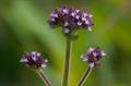 Brazilian vervain